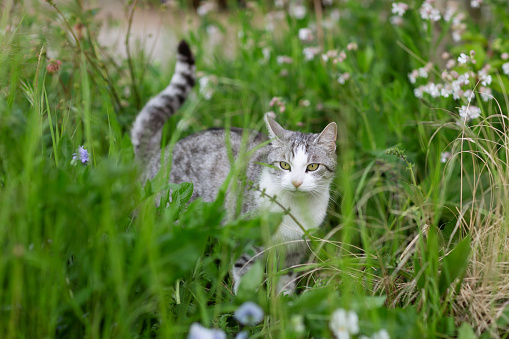 Tabby cat with white spots in a flower bed with many wildgrowing  flowers, it is springtime