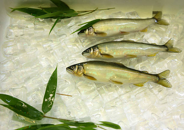 Peixe no mercado de alimentos - fotografia de stock