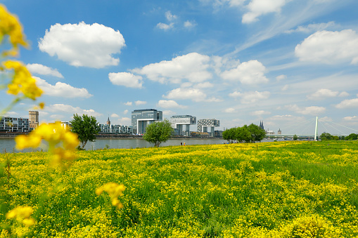 Yellow flowering meadows at Poll opposite Cologne