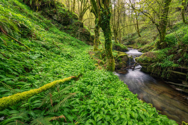 Wild garlic meadow covers the shore of a river stock photo