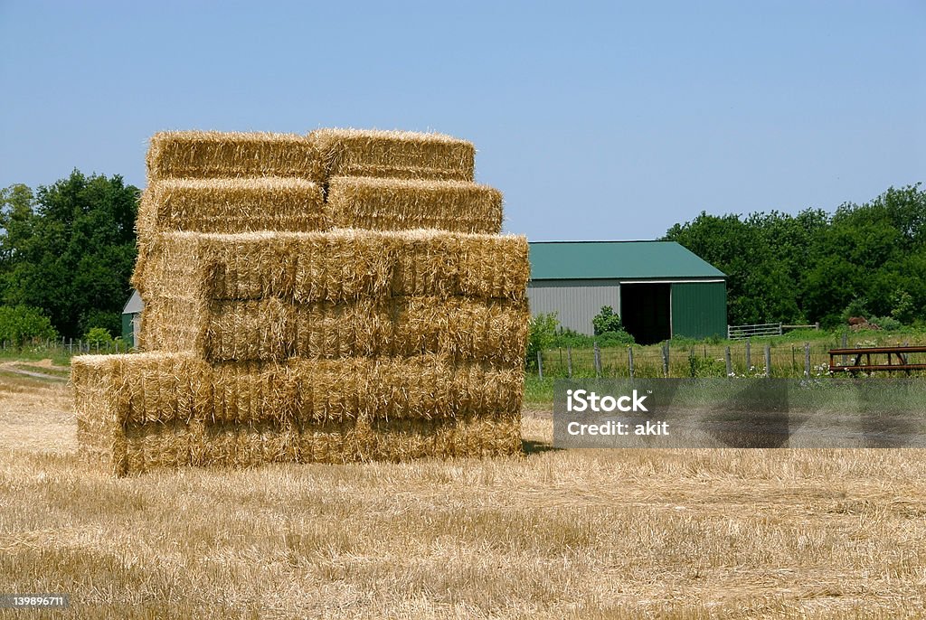 Balla di fieno Stack - Foto stock royalty-free di Agricoltura