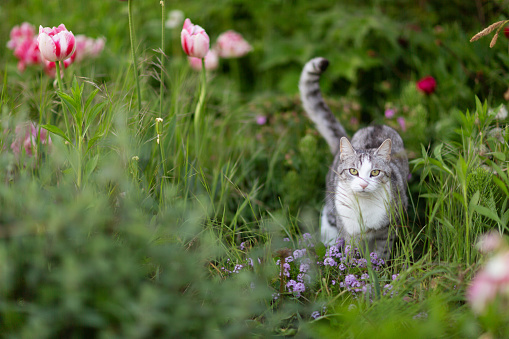 The cat lies with its back to the camera isolated on a white background