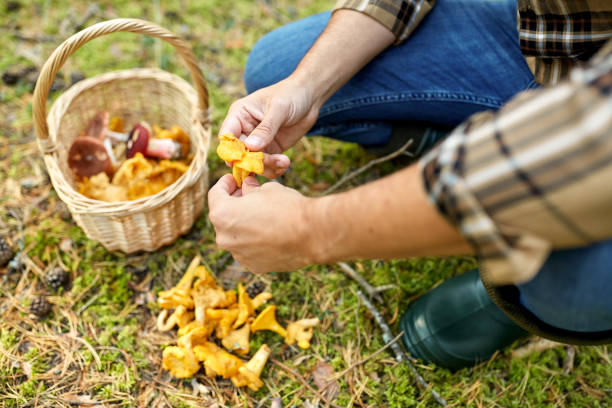 istock man with basket picking mushrooms in forest 1398967482