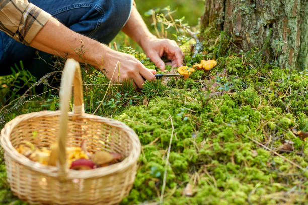 istock man with basket picking mushrooms in forest 1398967765