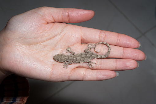 Gecko. Baby lizard in hands