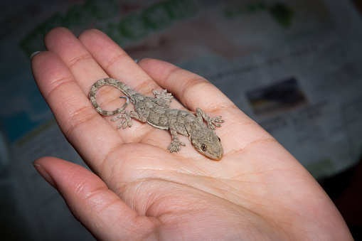 Gecko. Baby lizard in hands