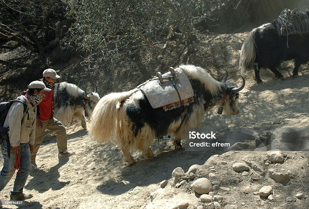 Drovers und yaks - Lizenzfrei Aktivitäten und Sport Stock-Foto