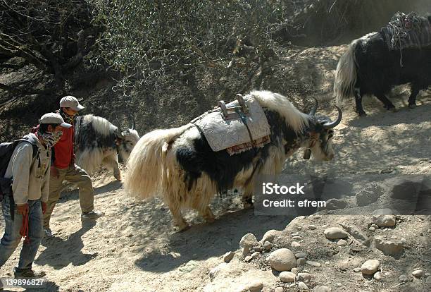 Drovers Und Yaks Stockfoto und mehr Bilder von Aktivitäten und Sport - Aktivitäten und Sport, Asien, Behaart