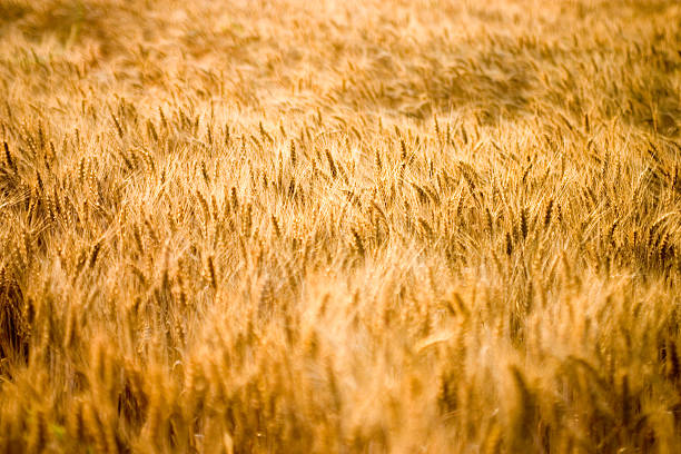 Barley field stock photo