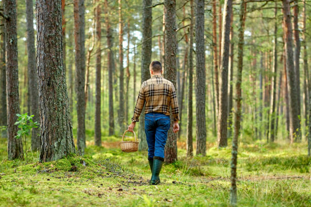 istock man with basket picking mushrooms in forest 1398968540