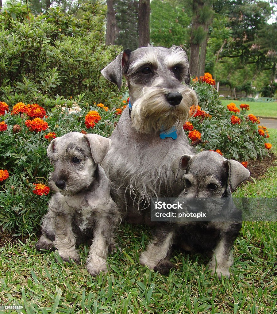 Schnauzer family Schnauzer mother with two six weeks old pure breed miniature schnauzer  puppies Alertness Stock Photo