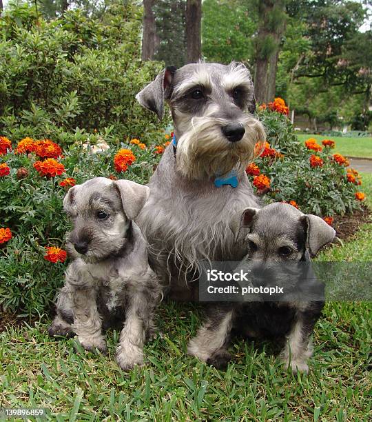 Schnauzer Family Stock Photo - Download Image Now - Alertness, Animal, Animal Body Part