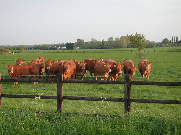 istock Field of curious orange cows 139896862