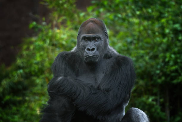 male western lowland gorilla - gorilla zoo animal silverback gorilla imagens e fotografias de stock
