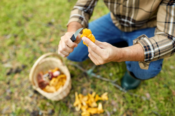 istock man with basket picking mushrooms in forest 1398969338