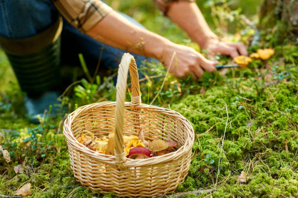 istock man with basket picking mushrooms in forest 1398969466