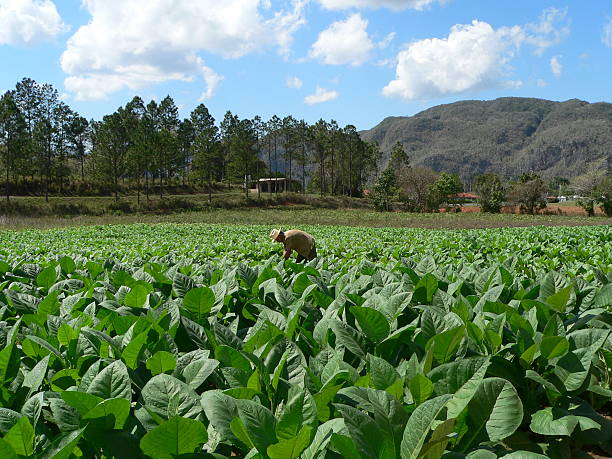 istock Cuban tobacco field 139896986