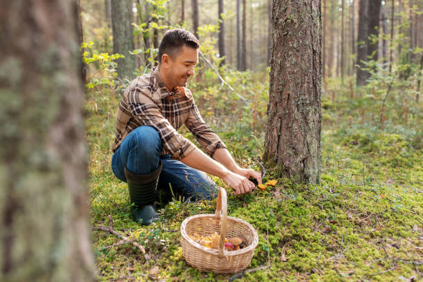 istock happy man with basket picking mushrooms in forest 1398970311
