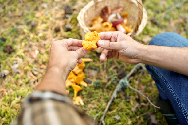 istock man with basket picking mushrooms in forest 1398971151