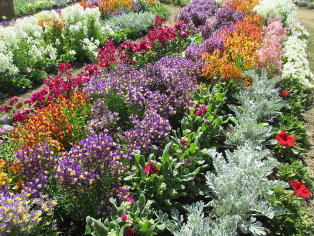 istock Spring flowerbed with many colorful flowers in full bloom 1398971572