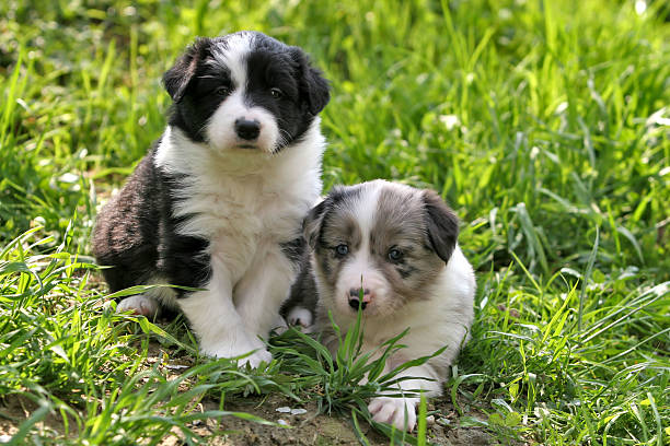 Due giovani bordo collies - foto stock