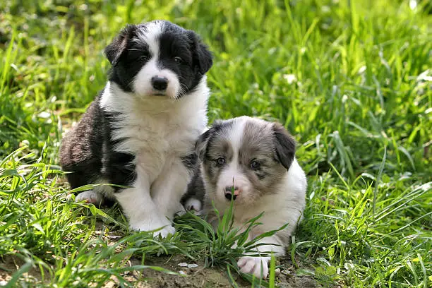 Two young border collies looking towards you