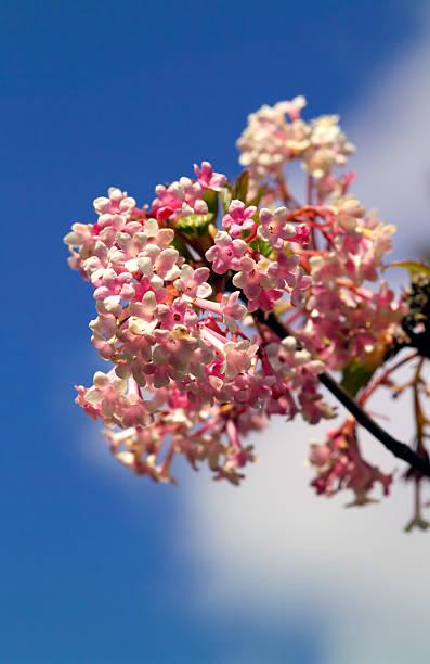 istock Pink Viburnum, blue sky and cloud 139897173