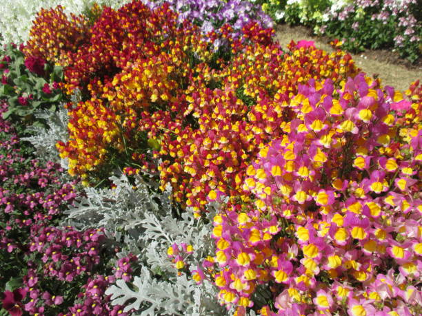 istock Spring flowerbed with many colorful flowers in full bloom 1398971926