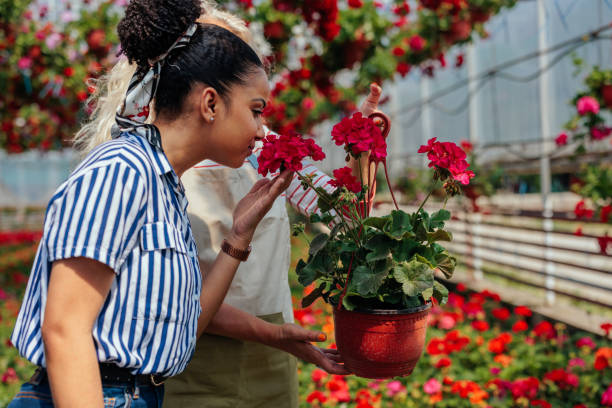 istock Gardeners working in flower greenhouse 1398972044