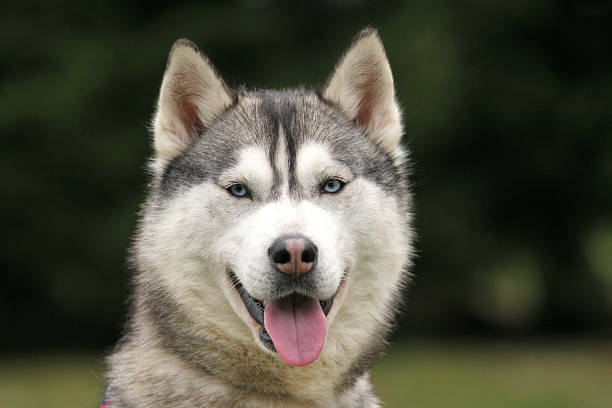 Husky Ritratto - foto stock