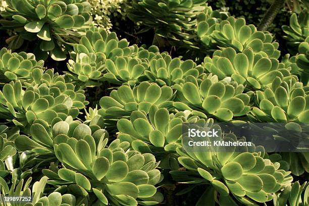 Glowing Leaves Stock Photo - Download Image Now - Bush, Bushy, Glowing