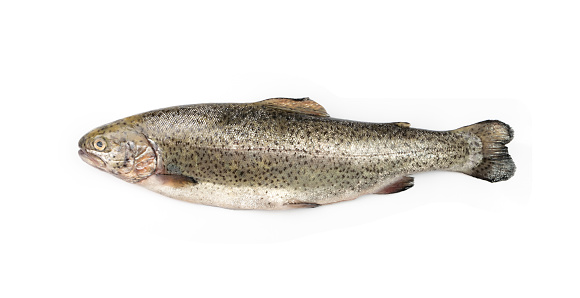 Raw trout isolated. Fresh cutthroat, steelhead fish, whole rainbow trout, trutta, fario, Oncorhynchus mykiss, freshwater trouts on white background
