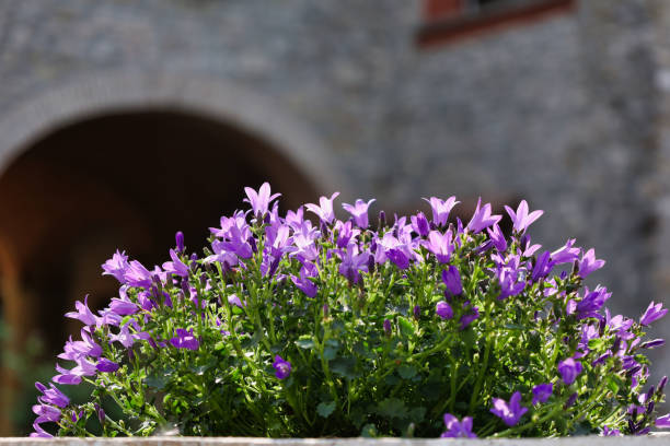 piękna campanula poscharskyana w rozkwicie w przydomowym ogrodzie - campanula zdjęcia i obrazy z banku zdjęć