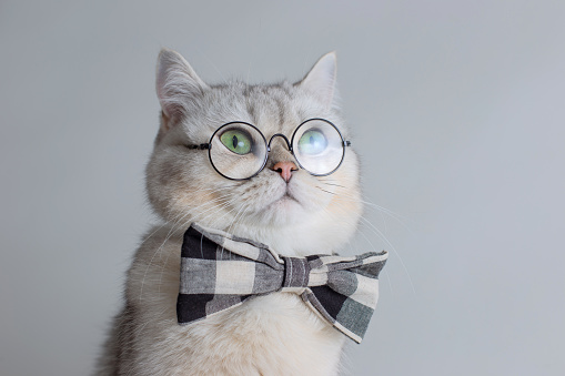 Cute white cat in a gray bow tie and glasses, on gray background . Close up. Copy space