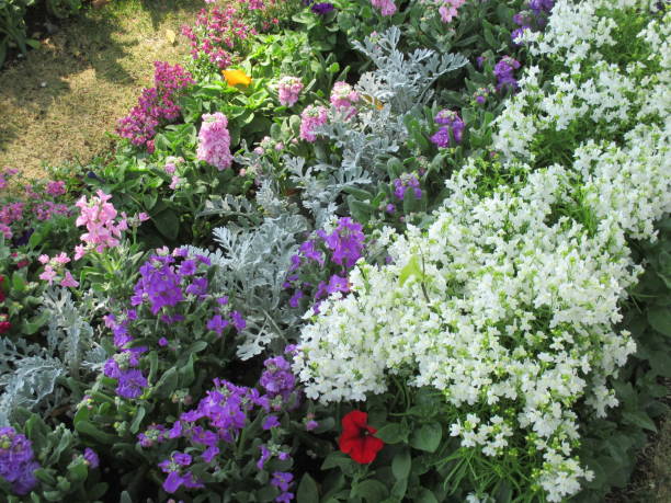 istock Spring flowerbed with many colorful flowers in full bloom 1398973065