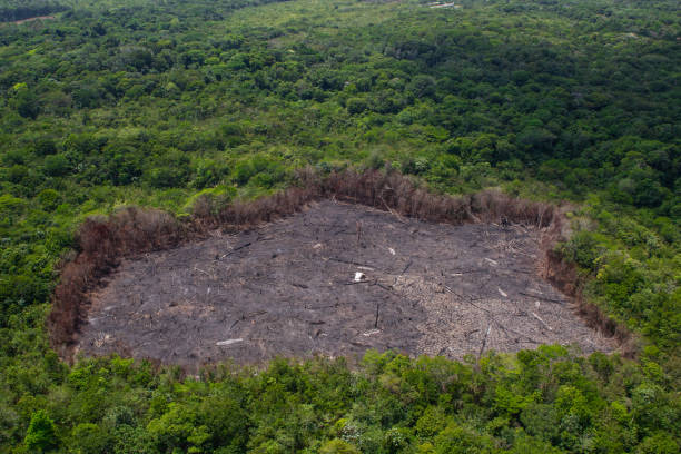 istock Patch of forest burnt to the ground 1398973275