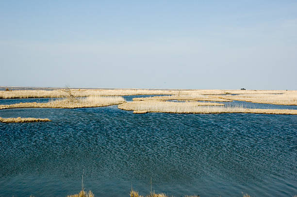 Wetland marshes stock photo