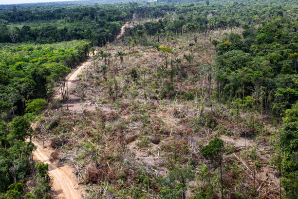 Patch of forest in the process of being cleared of vegetation Deforestation of the Amazon rainforest. Patch of forest in the process of being cleared of vegetation. Environment, ecology, climate concepts. peruvian amazon stock pictures, royalty-free photos & images