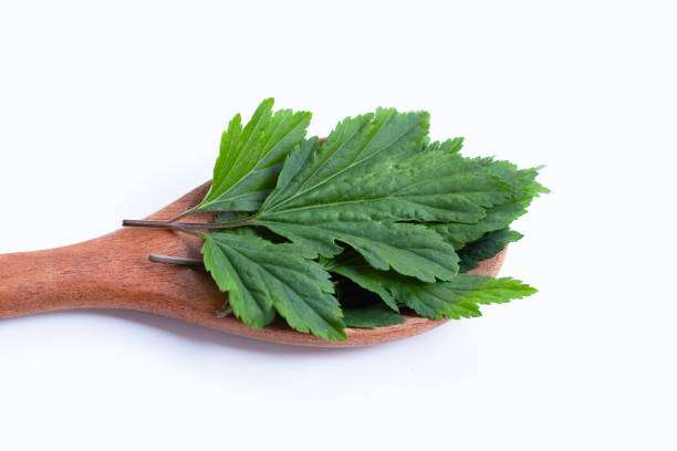 istock White mugwort leaves on white background. 1398973649