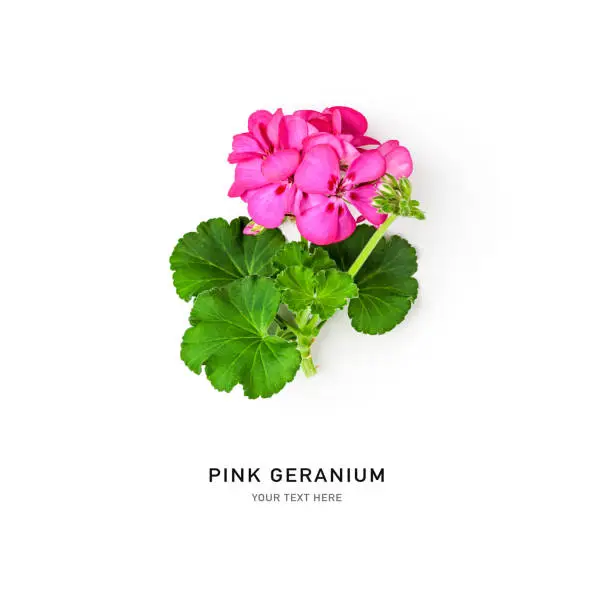 Geranium flowers and leaves isolated on white background. Pink pelargonium creative layout. Summer garden concept. Flat lay, top view. Design element