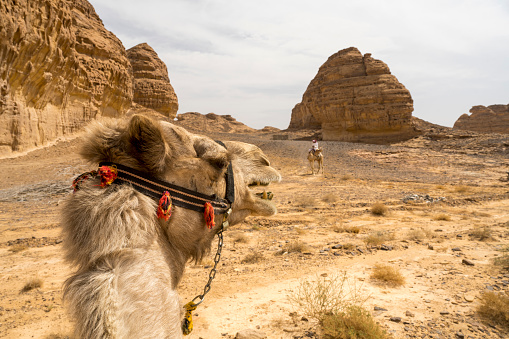 Focus on foreground dromedary camel head while travelling in arid climate with second camel and rider in background amidst eroded rock formations.