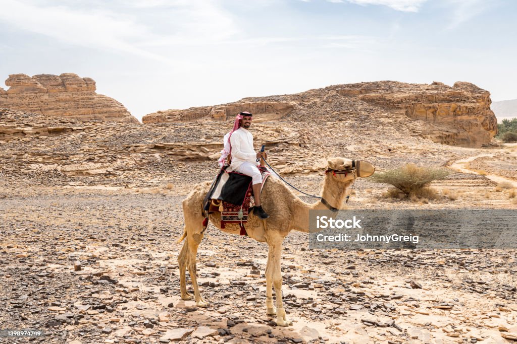 Desert portrait of Saudi traveller riding dromedary camel Full length view of bearded Middle Eastern man in late 20s wearing traditional attire, sitting atop muzzled camel in arid environment, and smiling at camera. Saudi Arabia Stock Photo