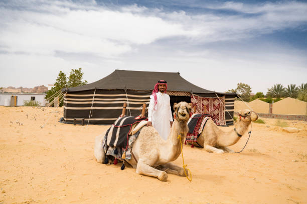 Middle Eastern man with two relaxed camels in desert area Full length portrait of young Saudi man in dish dash, kaffiyeh, and agal standing with animals in front of bedouin-style camping tent and smiling at camera. bedouin stock pictures, royalty-free photos & images