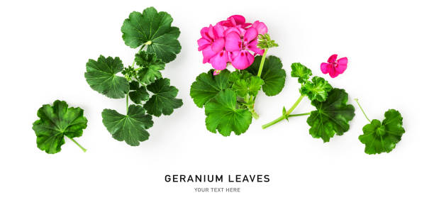istock Geranium leaves and flowers collection 1398974891