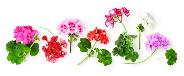 istock Geranium flowers and leaves collection 1398974951