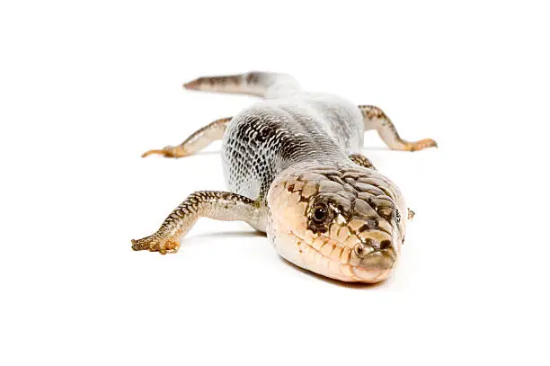 Pink-Tongue Skink (Hemisphaeridon gerrardi) isolated on a white background