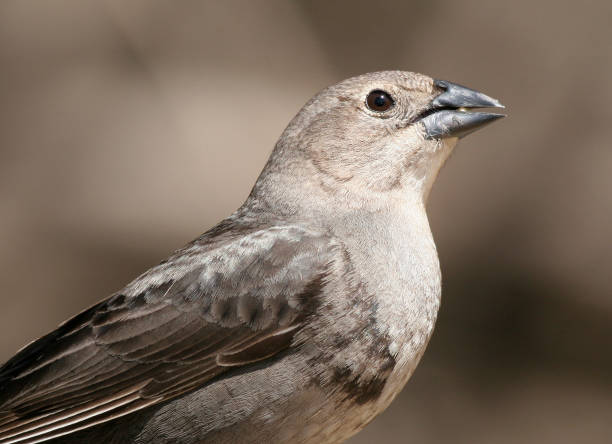 istock Profile of a Female Cowbird 139897674