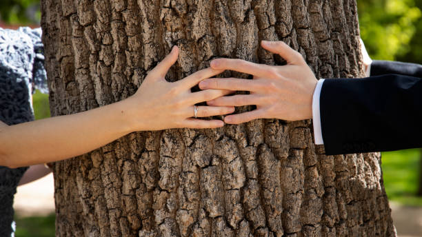 couple with intertwined hands on a tree - suitor imagens e fotografias de stock