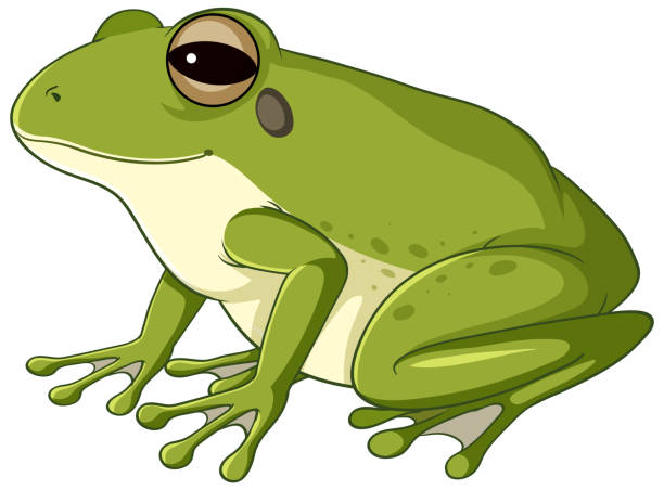 ein grüner frosch auf weißem hintergrund - frosch stock-grafiken, -clipart, -cartoons und -symbole