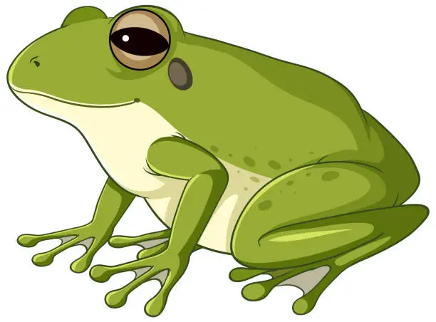 Vector illustration of A green frog on white background